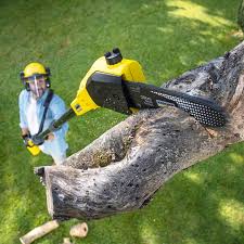 Best Lawn Renovation and Restoration  in Edneyville, NC